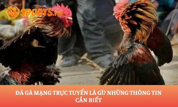 Đá gà mạng trực tuyến
