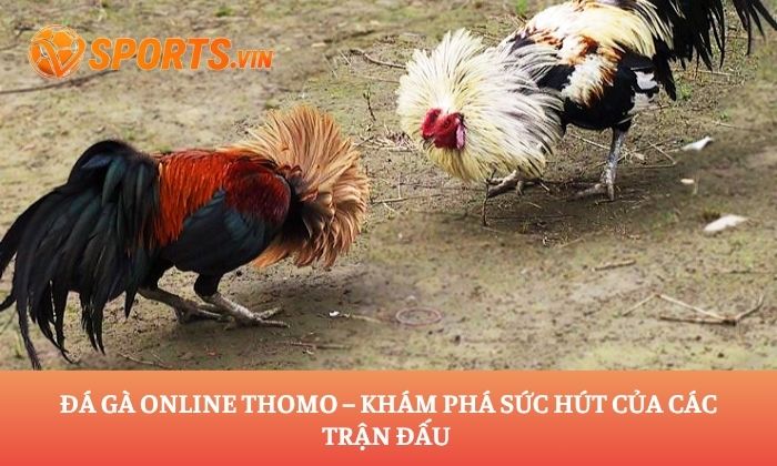 Đá gà Online Thomo