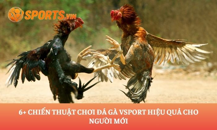 đá gà Vsport